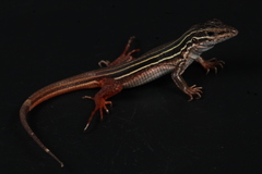 Aspidoscelis angusticeps angusticeps