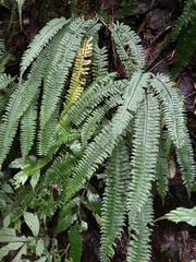 Hymenasplenium cheilosorum