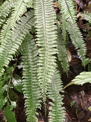 Hymenasplenium cheilosorum