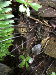 Hymenasplenium cheilosorum