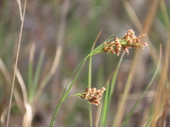 Rhynchospora microcarpa