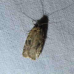 Agonopterix argillacea