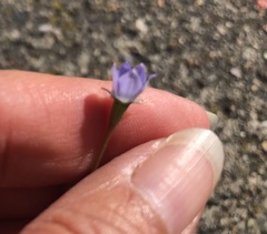 Wahlenbergia marginata