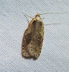 Agonopterix clemensella