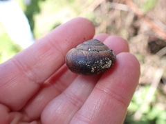 Helminthoglypta exarata