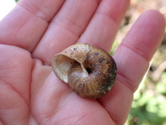 Helminthoglypta exarata