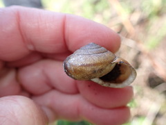 Helminthoglypta exarata