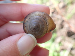 Helminthoglypta exarata