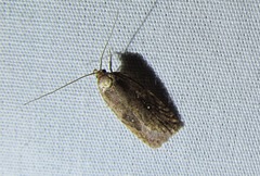 Agonopterix clemensella