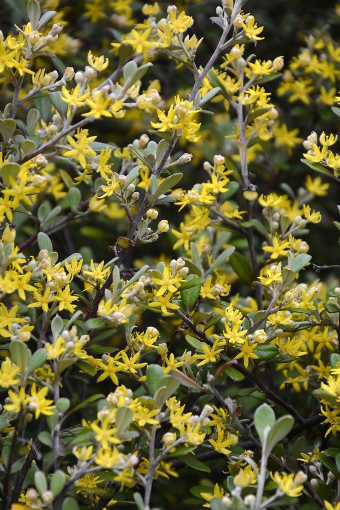 Corokia × virgata