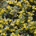 Corokia × virgata - Photo (c) Murray NZ, algunos derechos reservados (CC BY), uploaded by Murray Dawson