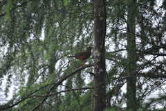 Turdus rubrocanus