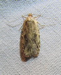 Agonopterix clemensella