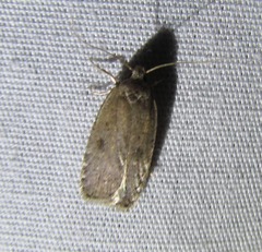 Agonopterix argillacea