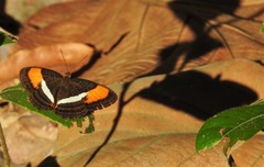 Adelpha cytherea
