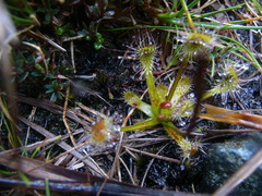 Drosera stenopetala