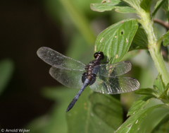 Erythrodiplax avittata