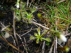 Drosera stenopetala