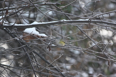 Pteruthius xanthochlorus