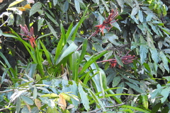 Aechmea tillandsioides