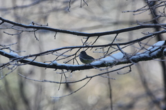 Pteruthius xanthochlorus