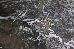 Pteruthius aeralatus