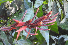 Aechmea tillandsioides