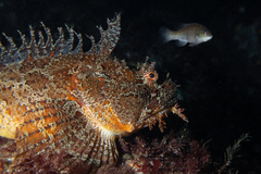 Hemitripterus americanus