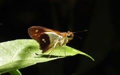 Calpodes esperi