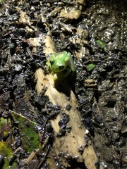 Espadarana prosoblepon