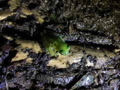 Espadarana prosoblepon