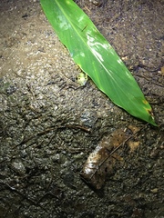 Espadarana prosoblepon