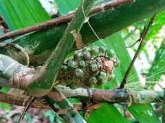 Anthurium pentaphyllum