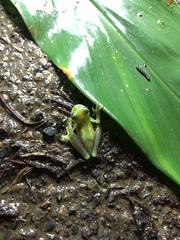 Espadarana prosoblepon