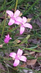 Boronia spathulata