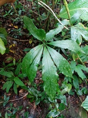 Anthurium pentaphyllum