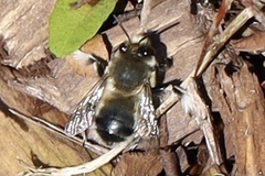 Anthophora
