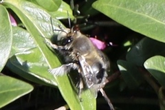 Anthophora