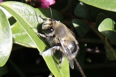 Anthophora