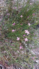 Boronia spathulata