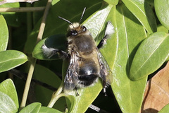 Anthophora