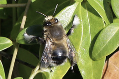 Anthophora