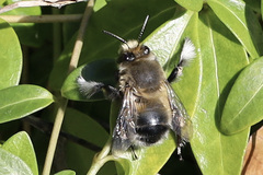 Anthophora