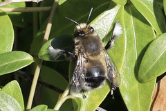 Anthophora