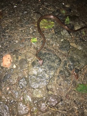 Dipsas sanctijoannis