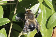Anthophora