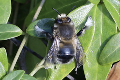 Anthophora