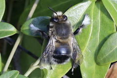 Anthophora