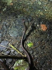 Dipsas sanctijoannis