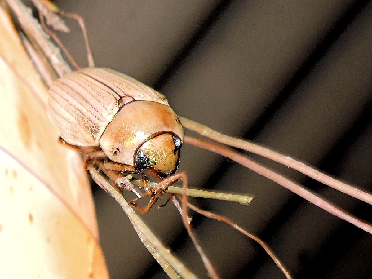 Precious Metal Scarabs (Genus Pelidnota) · iNaturalist